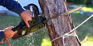 Best Fruit Tree Pruning  in Wlow Springs, IL