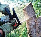 How Our Tree Care Process Works  in  Willow Springs, IL