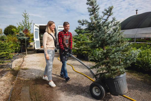 Reliable Willow Springs, IL Tree Services Solutions